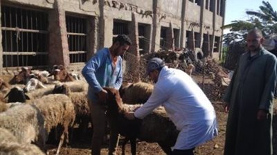 تحصين 97.157 ألف رأس ماشية في الدقهلية 