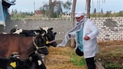 تحصين 138 ألف رأس ماشية في الغربية