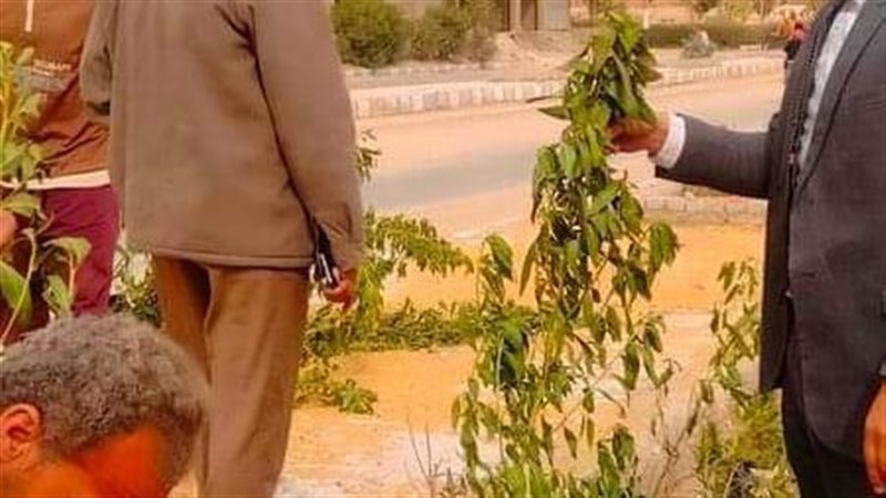 جانب من زراعات الأشجار