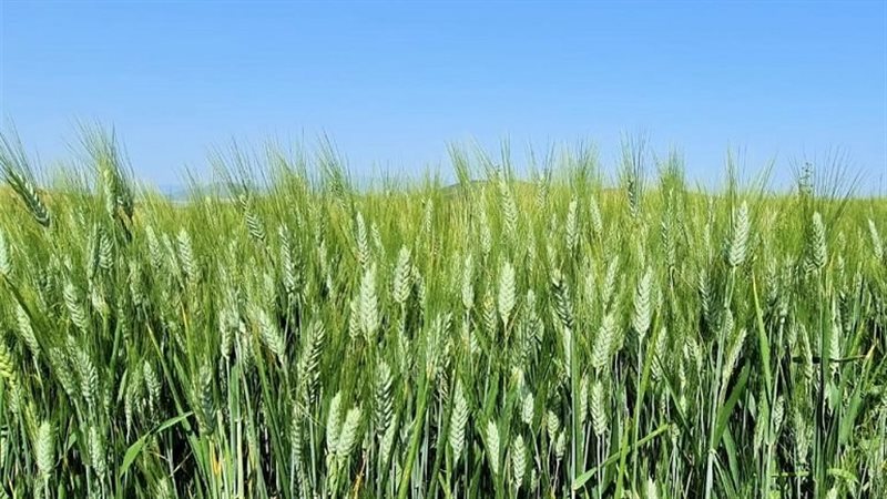 نمو نبات القمح، فيتو