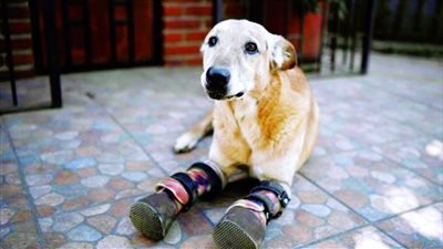 كلب فقد ساقيه مرشح للقب أفضل حيوان أليف