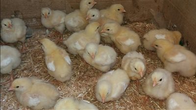 تجارية القاهرة: التربية الريفية والمنزلية كانت تغطي 25 % من الطلب المحلي 