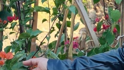 زراعة نباتات سعودية في قنا والصعايدة: ثمارها طعمها حلو (صور)