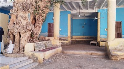 يا جريد النخل العالي.. قصص وحكايات من دفتر دواوين الصعايدة مع الأشجار العتيقة (صور)