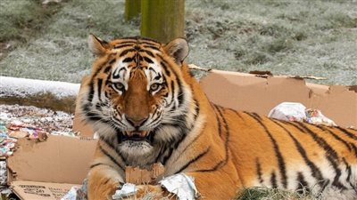 نمر يقتحم كوخا ويهاجم صيادين في إقليم خاباروفسك