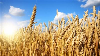 ارتفاع أسعار القمح لأعلى مستوى في شهرين لهذا السبب 