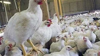 صدمة جديدة من اتحاد المنتجين بشأن أسعار الدواجن: مش هتنزل لـ 3 أسباب