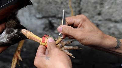 ديك يقتل رجلا في نيوزيلندا