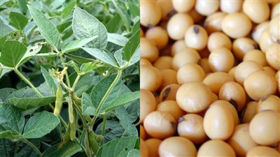 لجنة برلمانية: زراعة 500 ألف فدان فول صويا يسهم في مواجهة التحديات الاقتصادية