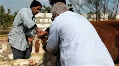 بيطرى الشرقية: فحص 1868 ماشية ضد البروسيلا والسل البقرى 