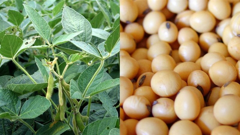 توسع مصر في زراعة