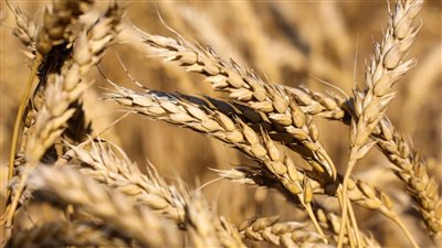 زراعة الشيوخ: زيادة سعر طن القمح يضمن رفع حجم التوريد بالموسم الجديد