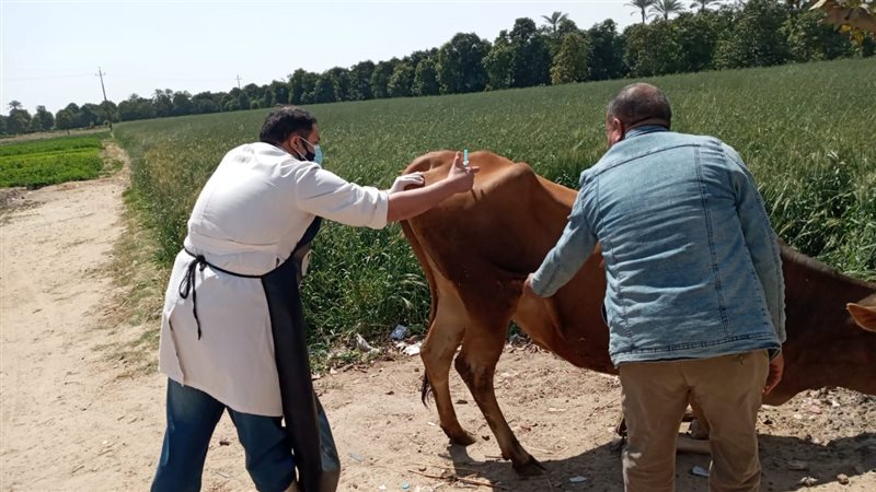 جانب من حملات التحصين،