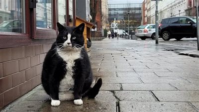 القط Gacek السمين أهم عناصر الجذب السياحي في بولندا