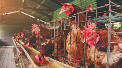 الصناعات الغذائية: 3 عوامل رئيسية لتطوير صناعة الدواجن في مصر