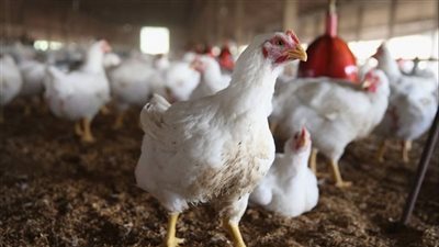 هل تتراجع أسعار الفراخ إلى مستويات العام الماضي؟ شعبة الدواجن تجيب 