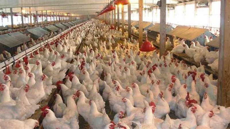 صناعة الدواجن تواجه