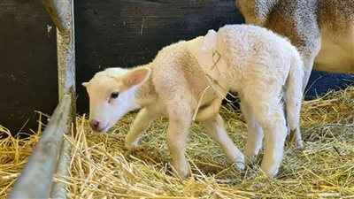 ولادة حمل بـ 6 أرجل في ألمانيا 