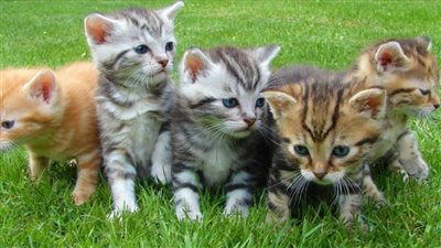 العثور على مقبرة قطط في دولة آسيوية بهدف تحويلها لمواد طبية 