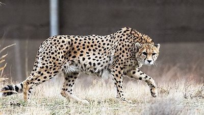 فهد يعدو بسرعة كبيرة في شوارع سلطنة عمان (فيديو)