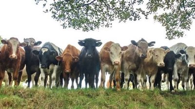 رسوم استيراد أبقار حية ولحوم مجمدة 