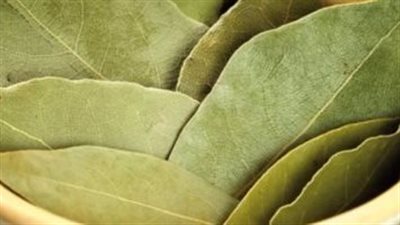 فوائد ورق الجوافة، يعالج حساسية الجلد ويساعد في إنقاص الوزن 