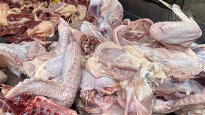 شعبة الثروة الداجنة: المواطن لا يستطيع شراء الهياكل بعد ارتفاع أسعارها لـ 50 جنيها 