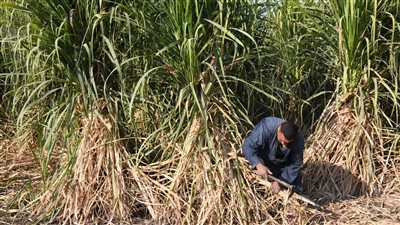 التموين: ارتفاع معدل توريد محصول القصب لـ 3 ملايين و200 طن