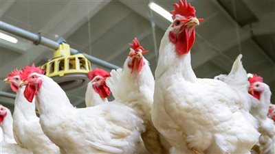 بعد إلغاء الضريبة العقارية، مطالب جديدة لمنتجي الدواجن لدعم الصناعة المحلية | فيديو