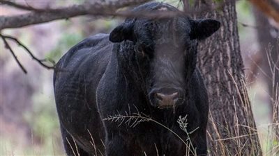  السلطات الأمريكية تقرر إطلاق النار على 150 بقرة عدوانية