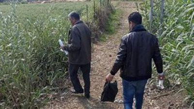 زراعة الشرقية: استمرار حملات صيانة محصول القمح بقرى المحافظة 