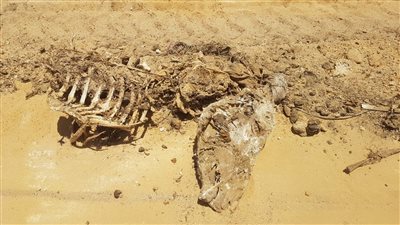 الأمن يكشف ملابسات العثور على مقبرة حمير بالشرقية