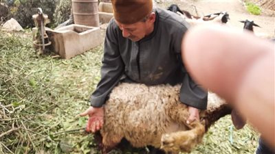 الذئاب تهجم على أغنام مواطن بالمنوفية والطب البيطري تشكل لجنة عاجلة