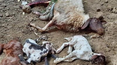 الطب البيطري تشكل لجنة لمعاينة ميت عفيف بالمنوفية بعد هجوم الذئاب على الأغنام