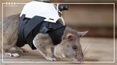 فئران وكلاب.. حيوانات في مهمة خاصة لإنقاذ ضحايا الزلزال في تركيا ( فيديوجراف)