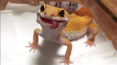  اكتشاف قدرات مذهلة في ألسنة الأبراص، سر ذكائها وقدرتها على التواصل الاجتماعي