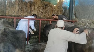 علاج وتحصين 115 ألف رأس ماشية بقرى وأسواق البحيرة (صور)