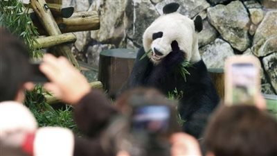 اليابان تودع باندا عملاقة إلى موطنها بالصين