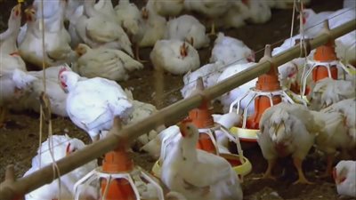 بشرى قبل رمضان، طرح دواجن مستوردة بـ 65 جنيها للكيلو بالجمعيات والعربات المتنقلة