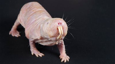 فأر يفتح الباب أمام خصوبة أبدية لدى النساء