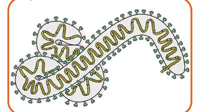 إجراءات الصحة لمنع دخول فيروس ماربورج إلى مصر (إنفوجراف)