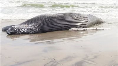 أخبار مصر اليوم: نفوق حوت بالساحل الشمالي ووزارة البيئة تكشف التفاصيل.. مصر للطيران تبدأ جسرها الجوي لعودة الحجاج غدًا.. وتوجيهات عاجلة من الأوقاف لأئمة الإسكندرية