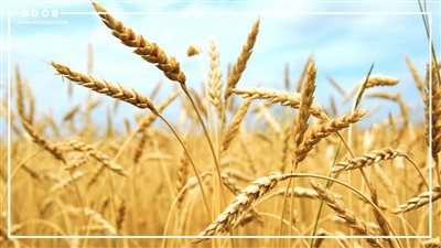 تعرف على أسعار القمح بالبورصة السلعية 