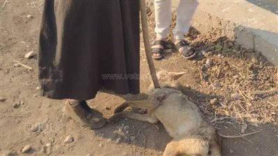 أهالى قرية ميت عفيف فى المنوفية يقتلون ذئبًا 
