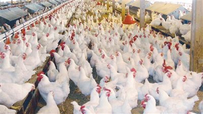 اتحاد منتجي الدواجن يكشف تأثير رفع الفائدة 2% على زيادة أسعار الفراخ