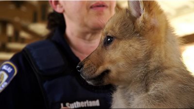 جرو يحير الشرطة الأمريكية، مش عارفين هويته والحل في دي إن إيه