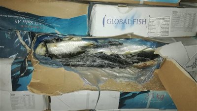 ضبط ١٠ أطنان رنجة فاسدة داخل مصنع شهير في الغربية (صور)