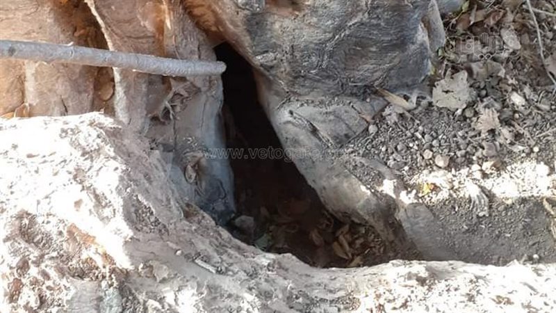 أوكار الذئاب، فيتو