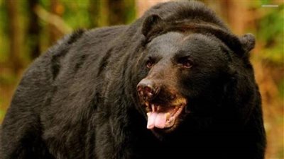 دب يهرب من حديقة حيوان أمريكية مرتين في أقل من شهر