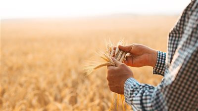 الزراعة تحذر من تذبذبات مناخية وارتفاع في درجات الحرارة 